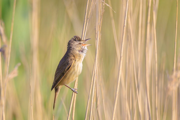 Acrocephalus arundinaceus