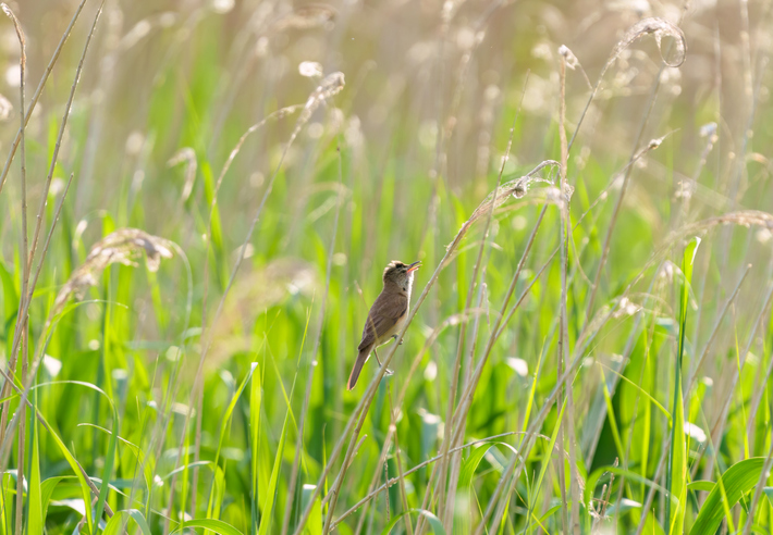 Acrocephalus paludicola