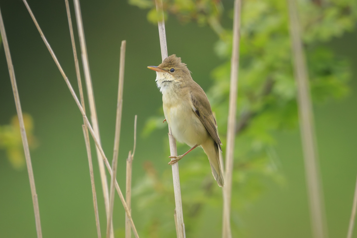 Acrocephalus palustris