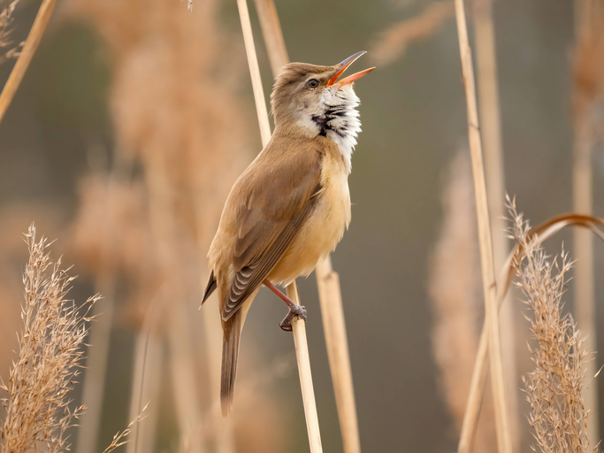 Acrocephalus scirpaceus