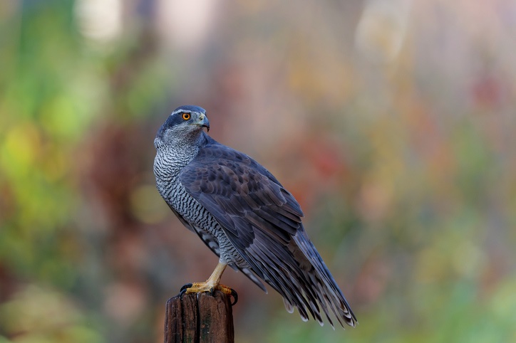 Accipiter gentilis