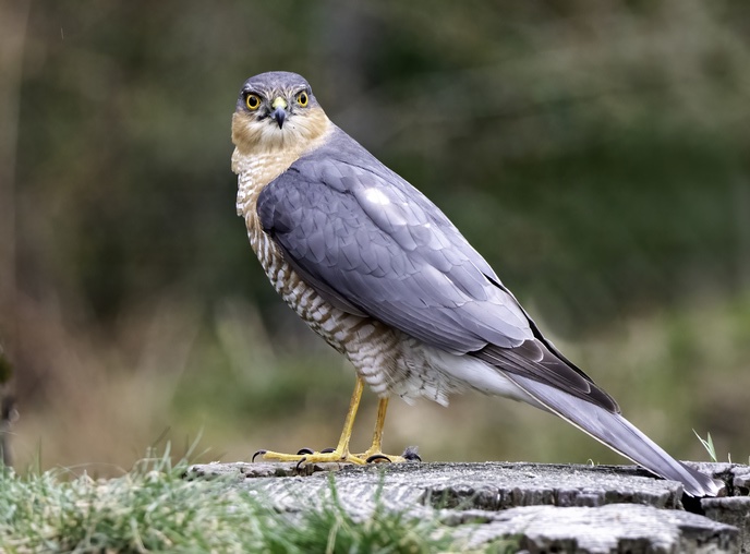 Accipiter nisus