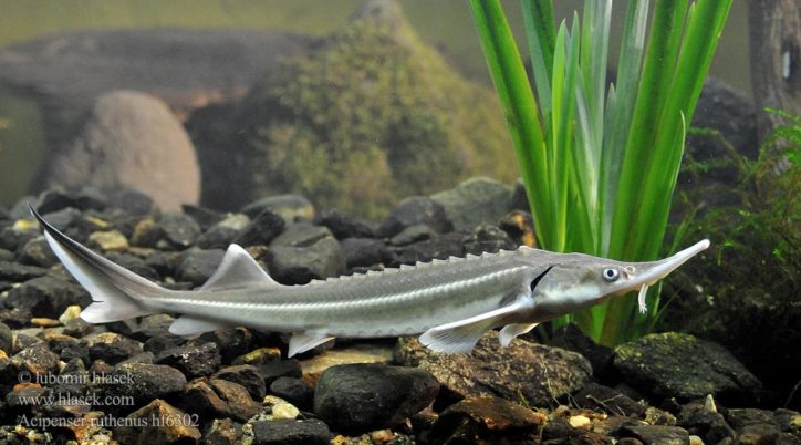 Acipenser Ruthenus
