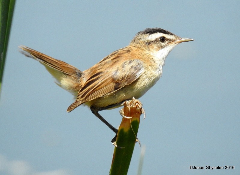 Acrocephalus Melanopogon