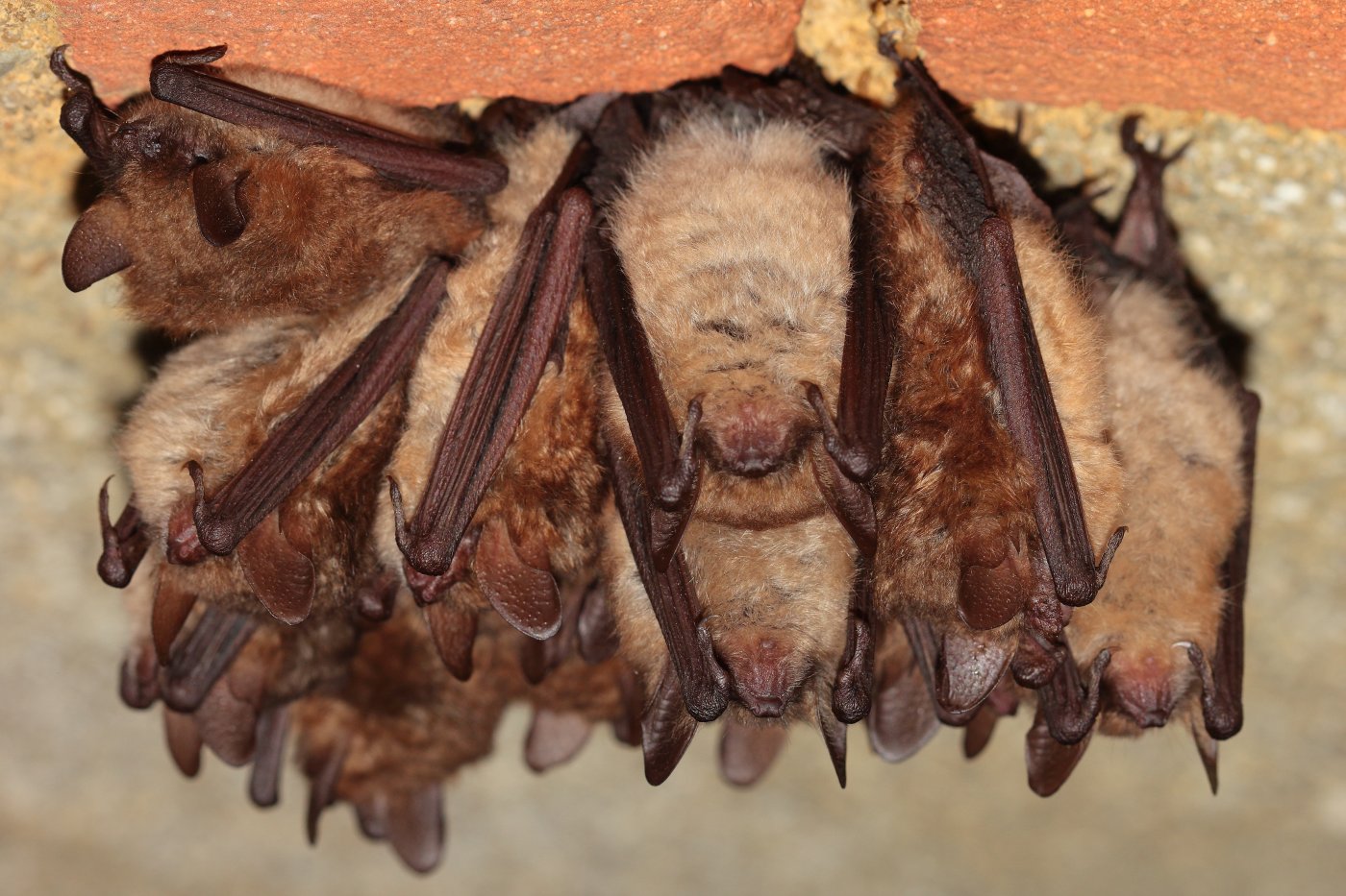  Myotis emarginatus